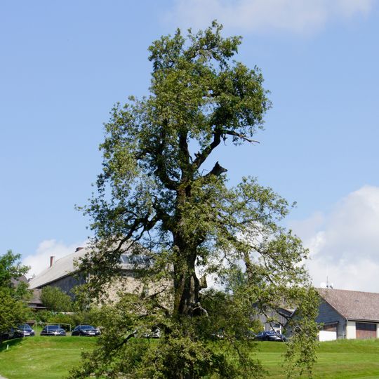 Solitäreiche in Pfarrkirchen