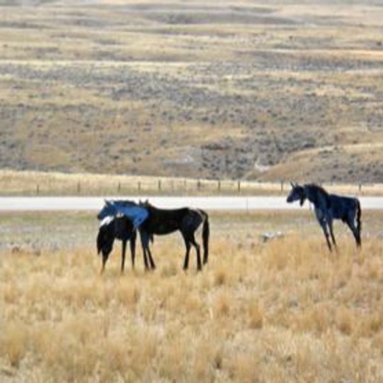 Bleu Horses