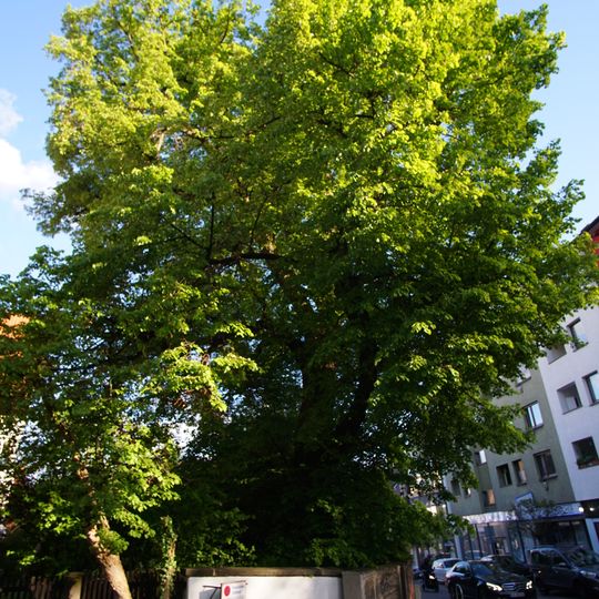 Pfarrlinde an der Ziegelstraße