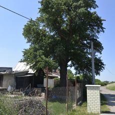 Pyrus communis in Hradišťko