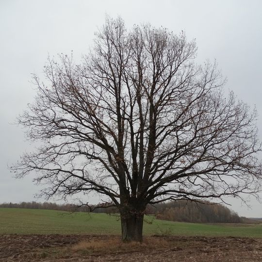 Svirplionių ąžuolas