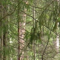 Foresta di Białowieża