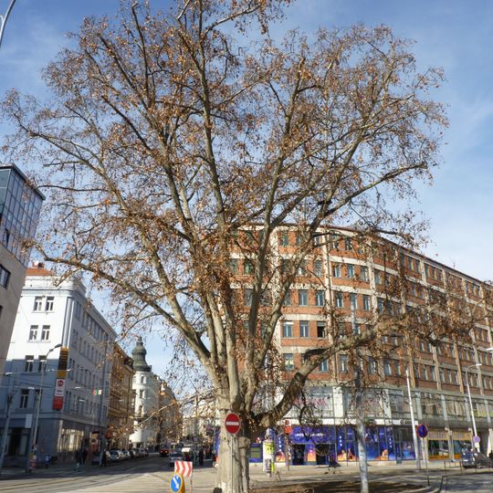 Platan javorolistý na Divadelní