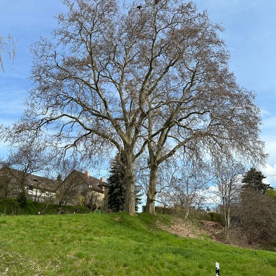 2 Platanen am Kloster Frankenhausen