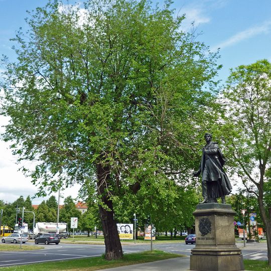 Weiße Maulbeere Georgplatz