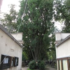 Pyramidální dub na hřbitově