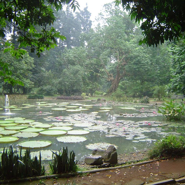 Bogor Botanical Gardens