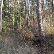 Waldgelände am Oskar-Helene-Heim
