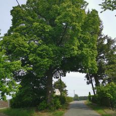Naturdenkmale Linde in Groß Döbbern