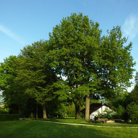 2 Eichen beim Zweieichenturm