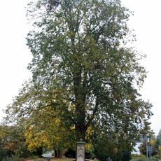 Linde am Brunnen vor dem Tore