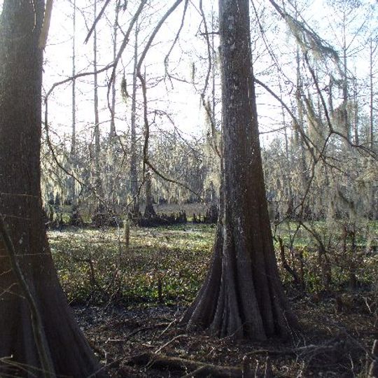 Lake Fausse Pointe State Park