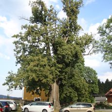 Lípa sv. Vojtěcha