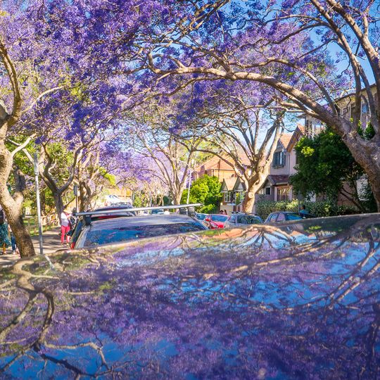 McDougall Street Jacaranda Trees