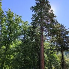 Arboreti di Vallombrosa