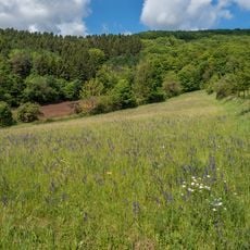 Naturwaldreservat Lohntal