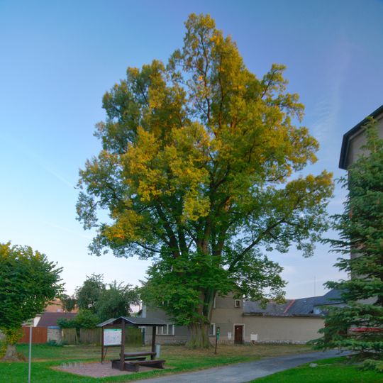 Koukalova lípa v Pavlově