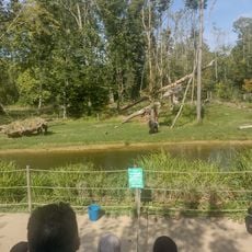 Wow Safari Thoiry