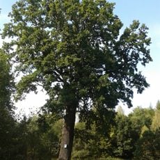 Dub letní u Pusté Polomi