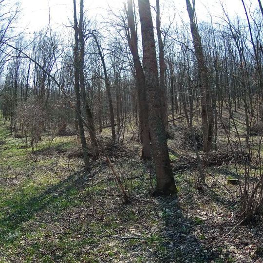 Ділянка скополії карніолійської