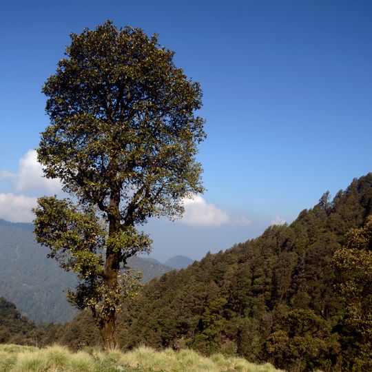 Kedarnath Wildlife Sanctuary