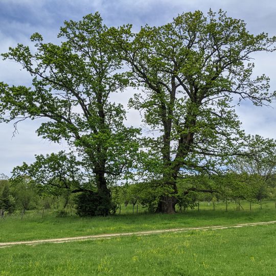 Quercus in Golyama Zhelyazna