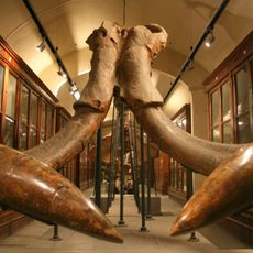 Museo paleontologico di Montevarchi