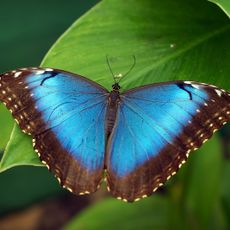 Motylarnia Władysławowo