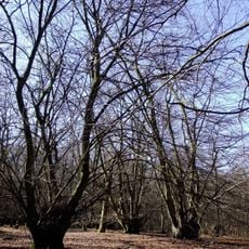 Hodgemoor Wood