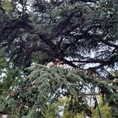 Albero
