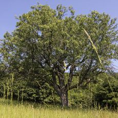 Sorb tree near Uzovská Panica