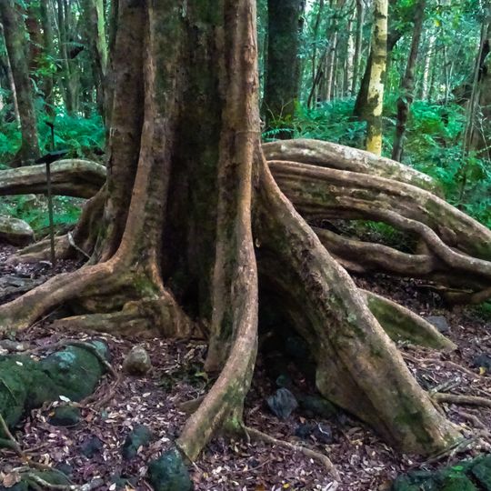 Forêt de Mare Longue
