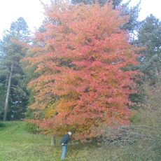 Hørsholm Arboretum