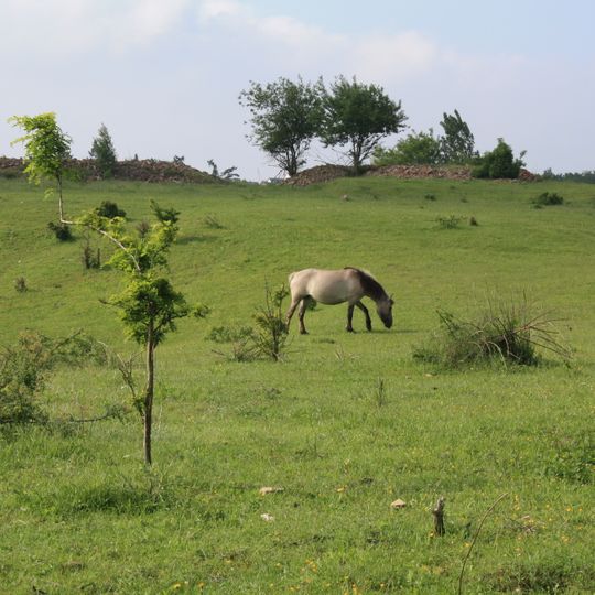 Steinbühl-Schäfergraben