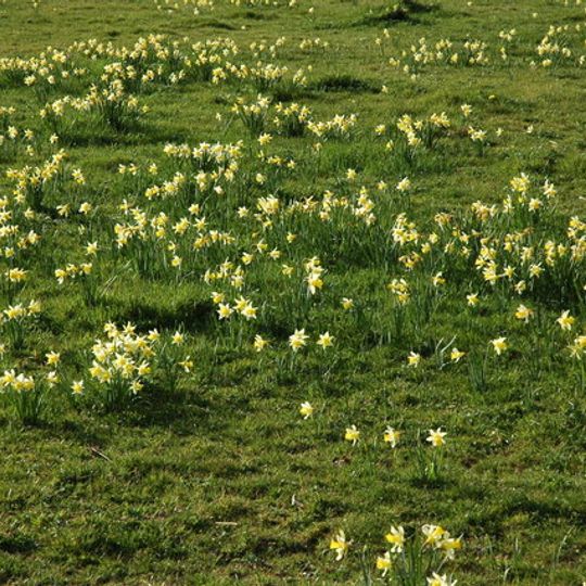 Kempley Daffodil Meadow