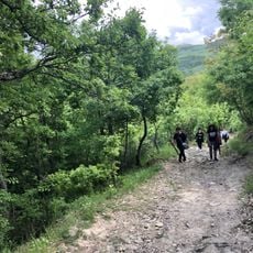 Foresta Gallipoli Cognato