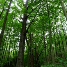 Stromořadí 15 dubů letních