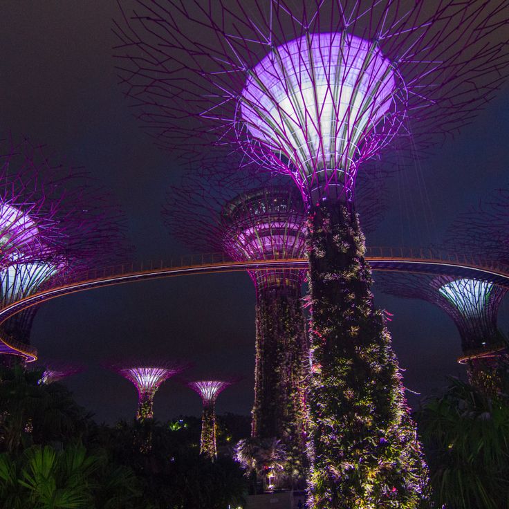 Supertree Grove