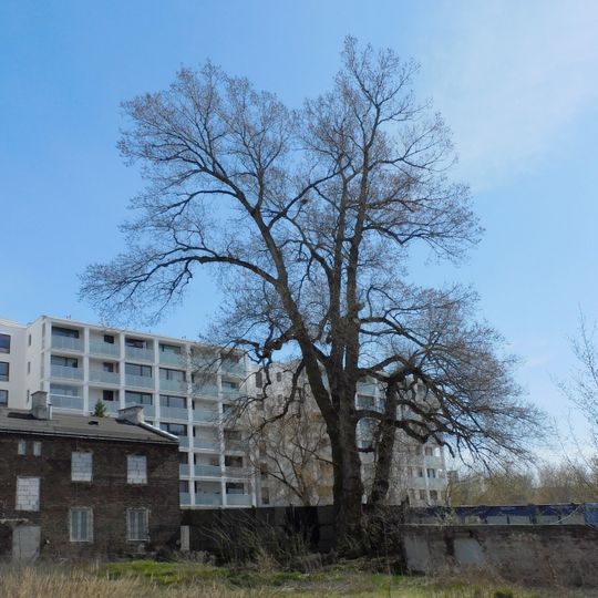 Pomnikowa topola przy ulicy Władysława Warneńczyka 5