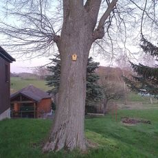 Linde am Schützenhaus in Schönbach