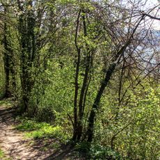 Rheinhang unterhalb Gut Besselich