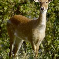 Keibul Lamjao National Park