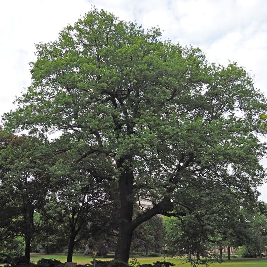 Pedunculate oak in Heinrich-von-Kleist-Park