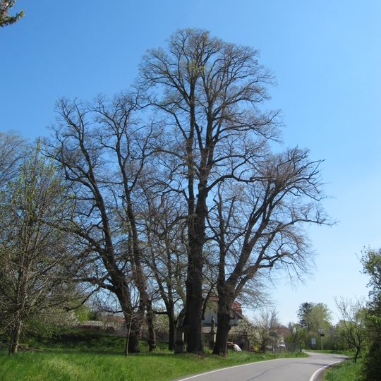 Památné lípy u křížku ve Vlkoši