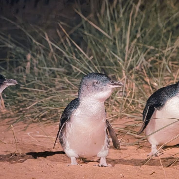 Penguin Parade