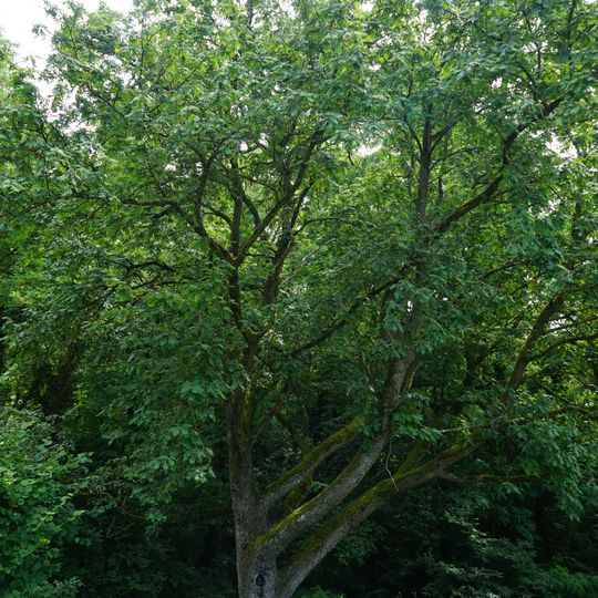 Speierling in der Tiefelter Hohle