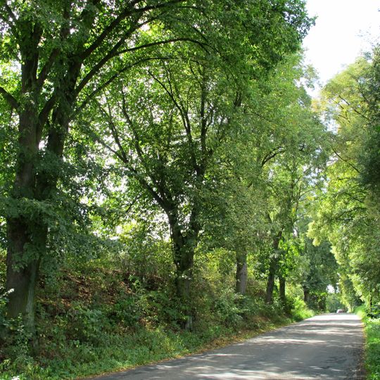 Lipová alej v Čelině