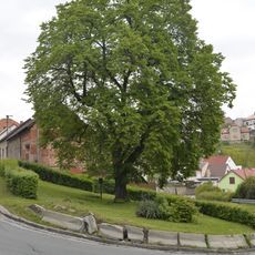 Tilia cordata in zigzag, Týnec nad Labem