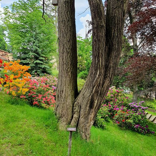 Ginkgo an der Gattersburg