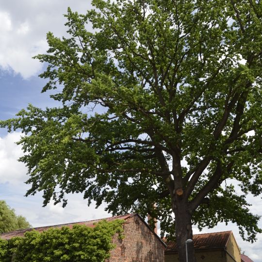 Stiel-Eiche von Schwanebeck